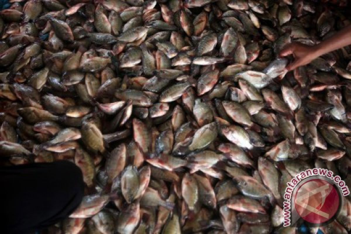 Diskan: 10 ton/hari ikan budidaya terserap pasar