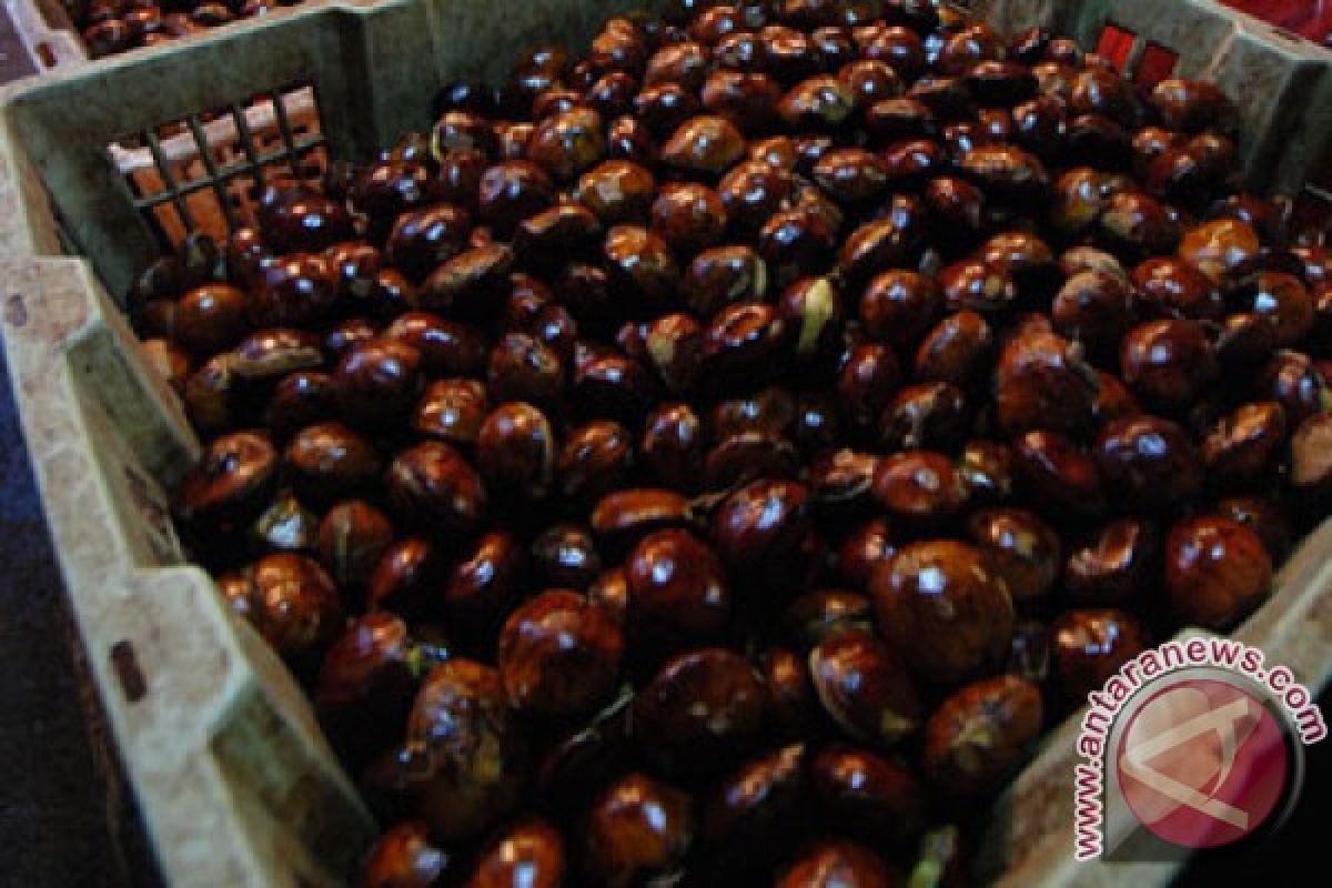 Akibat mencuri sekarung jengkol, dua pemuda pengangguran kena sanksi adat