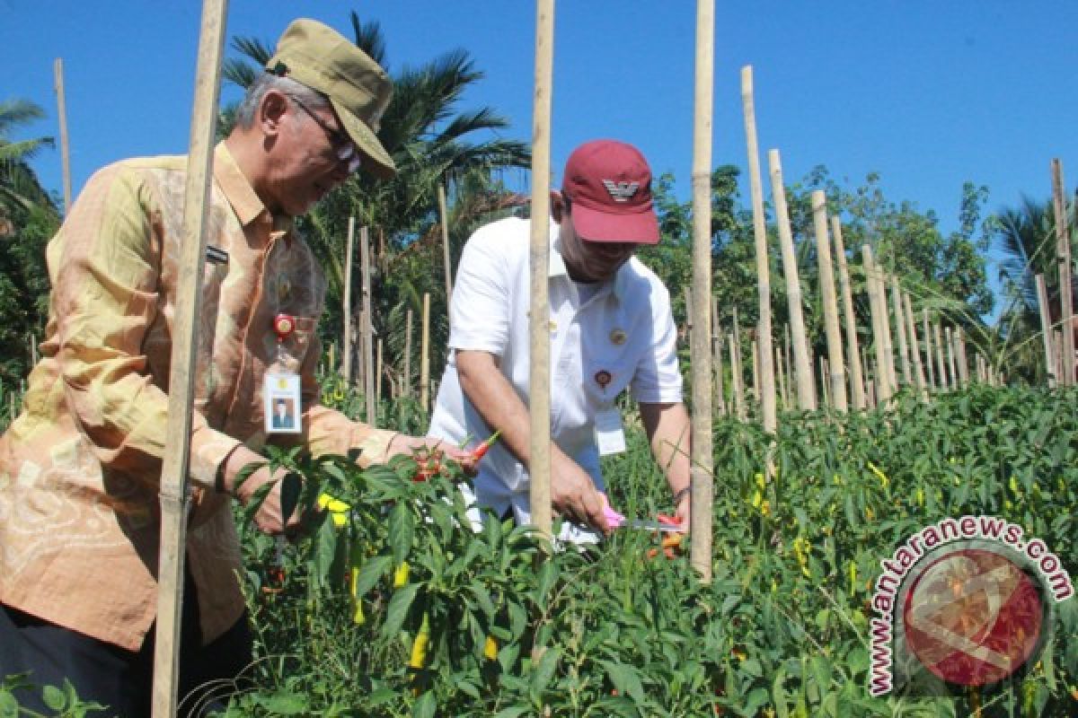 Petani HST  Sukses Kembangkan Hortikultura 