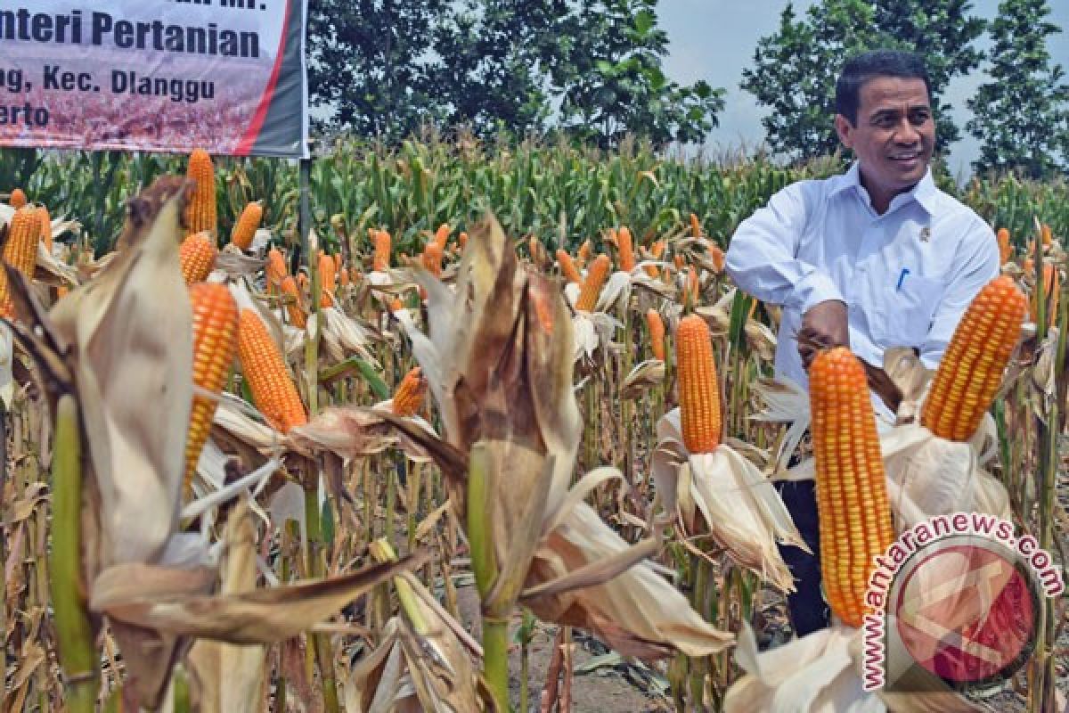 Mentan targetkan NTB jadi lumbung jagung nasional