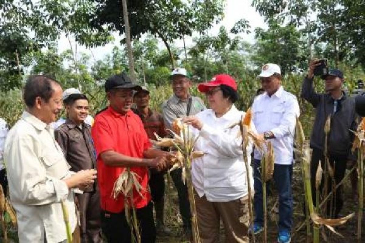 Kunjungan Menteri Lingkungan Hidup Dan Kehutanan Siti Nurbaya Di Lampung