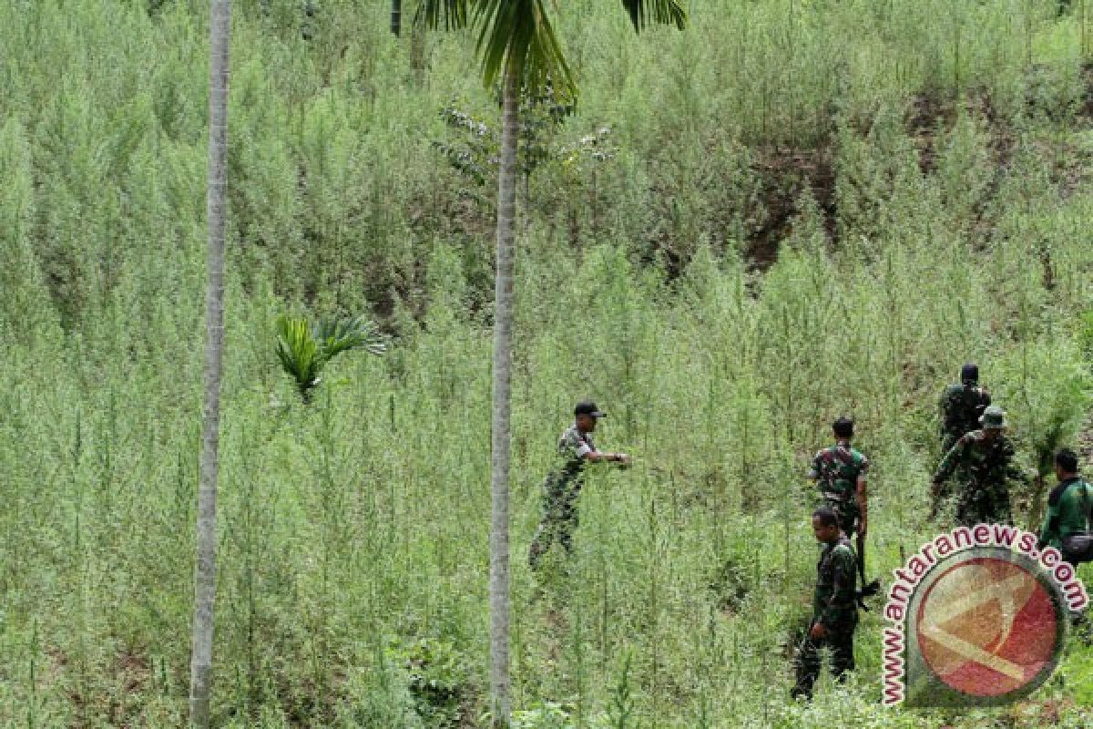 Polres Ogan Komering Ulu amankan pemilik ladang ganja