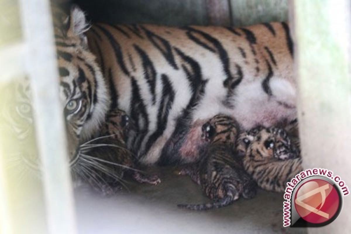 Dua Bayi Harimau Sumatera Mati Karena Sakit