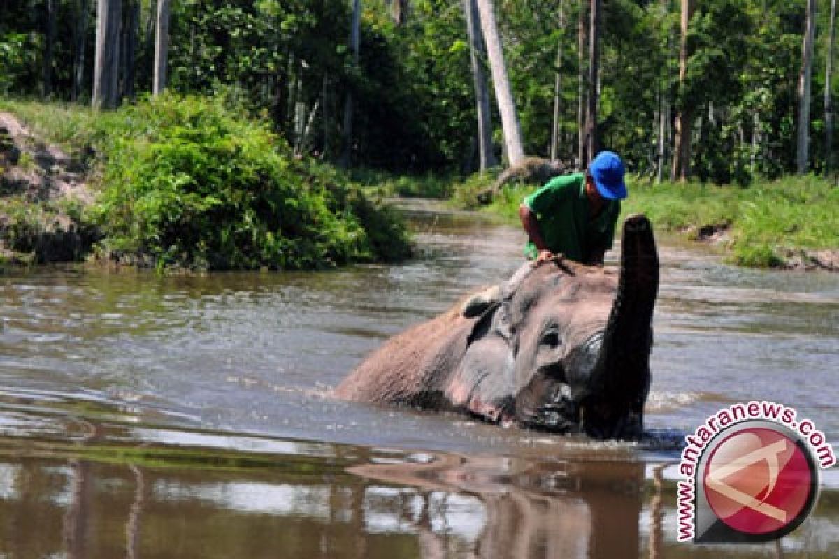 Pengunjung Lembah Hijau Minati Wahana Gajah Tunggang