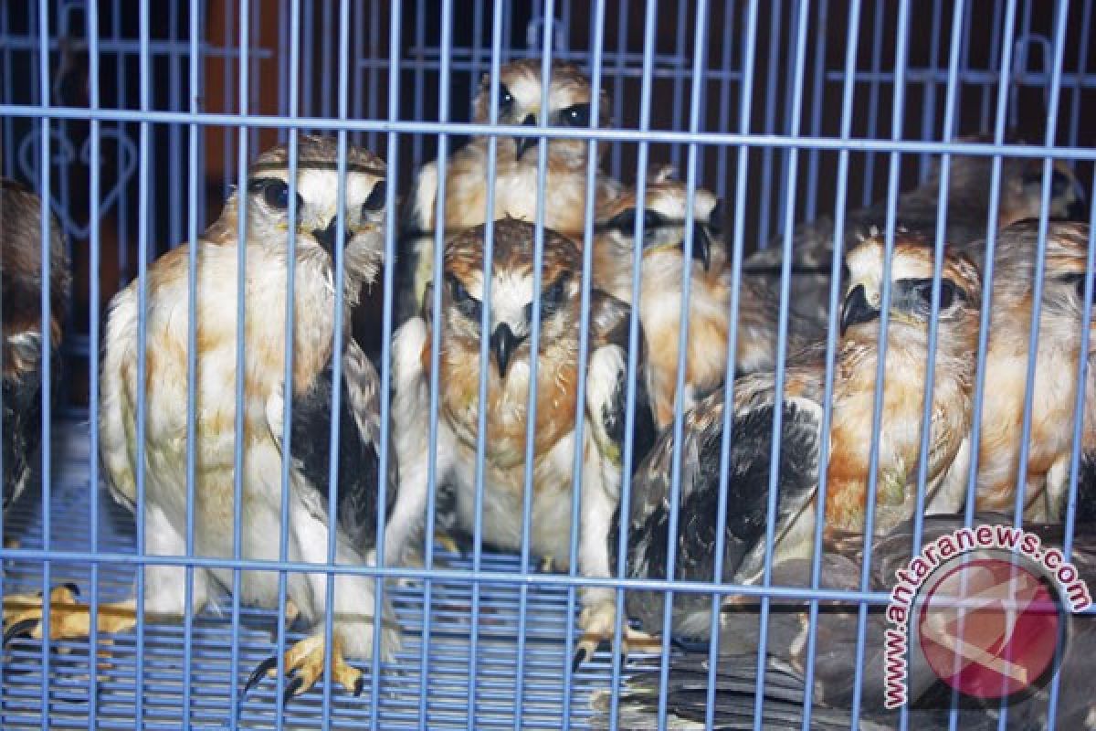 Tim gabungan gagalkan perdagangan ilegal 1.752 burung di Riau