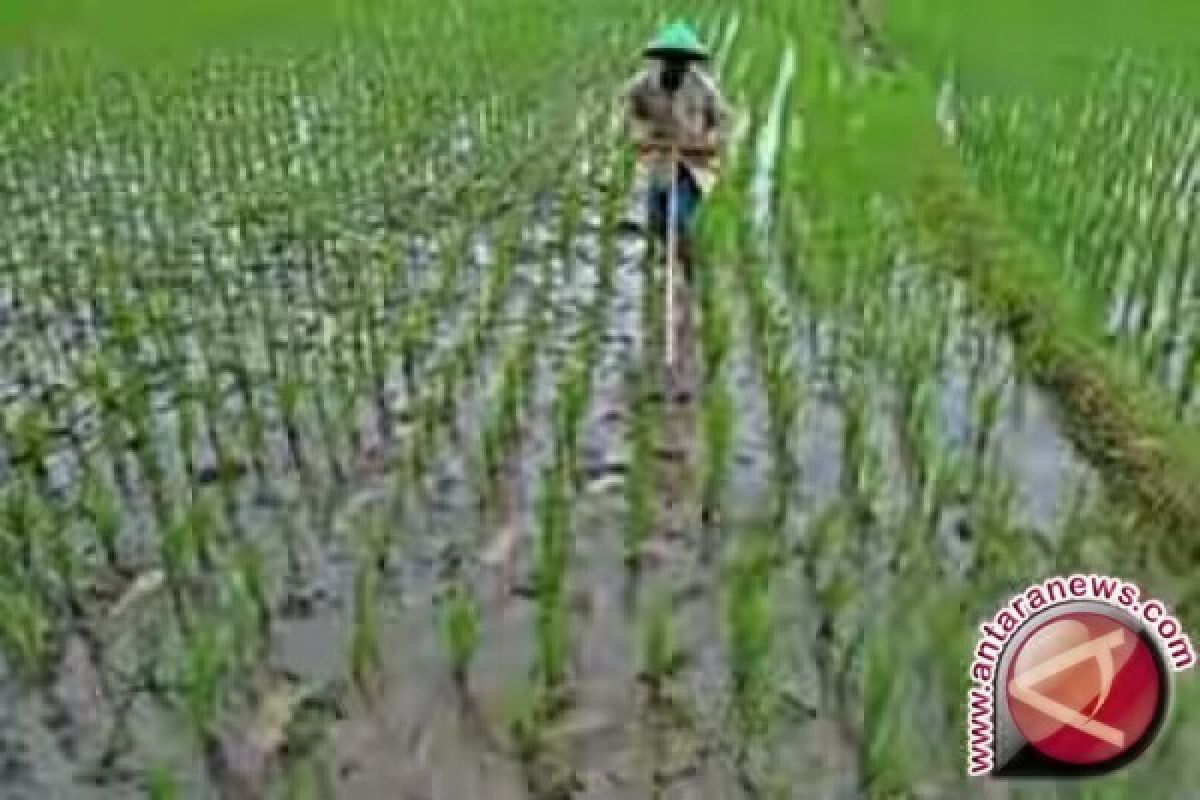 200 hektare sawah di Jambi telah ditanami padi