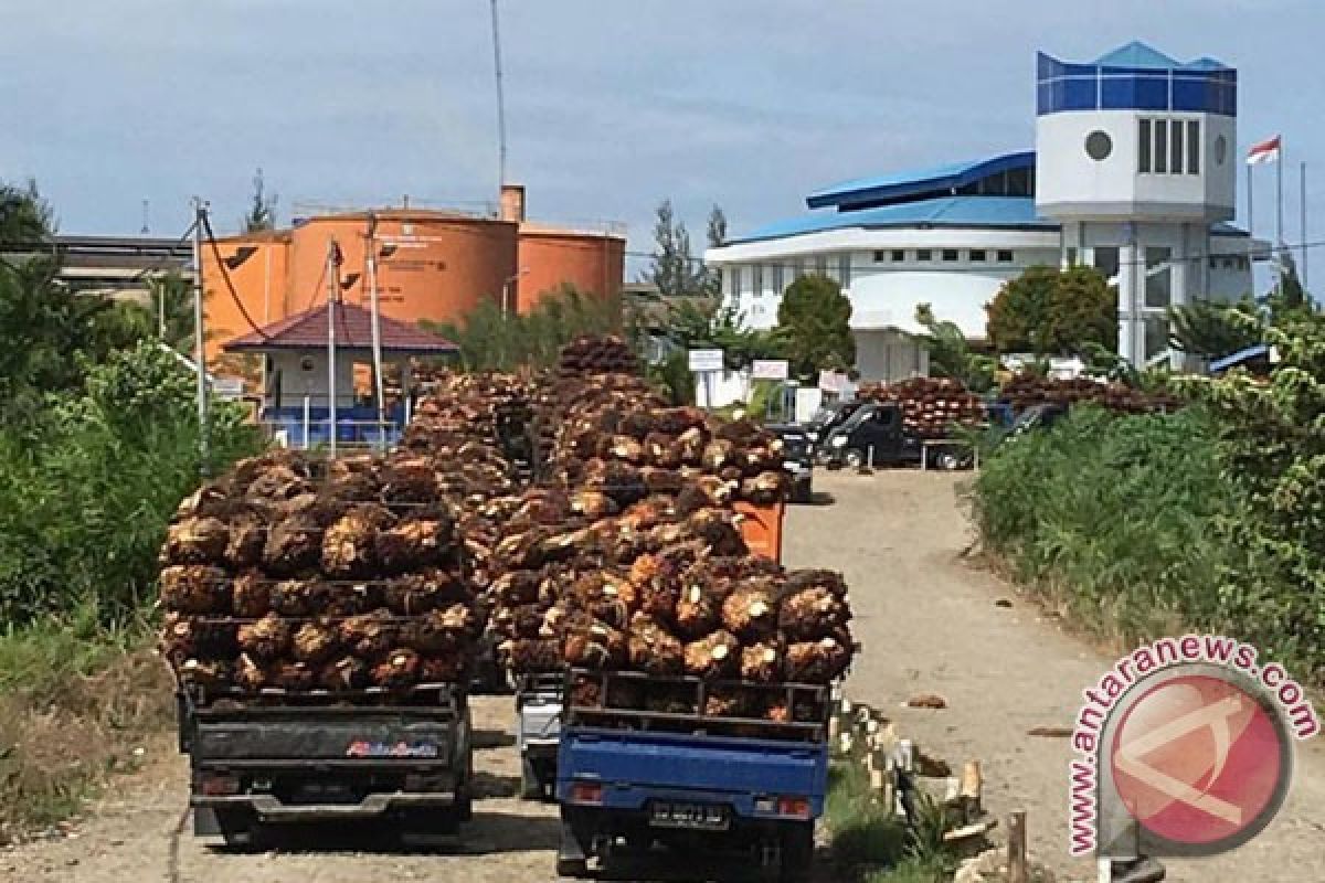 Harga sawit di Mukomuko berangsur naik