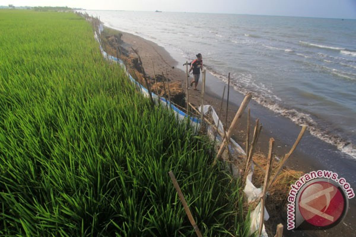 Satu juta hektare lahan pertanian Indonesia terdampak salinitas