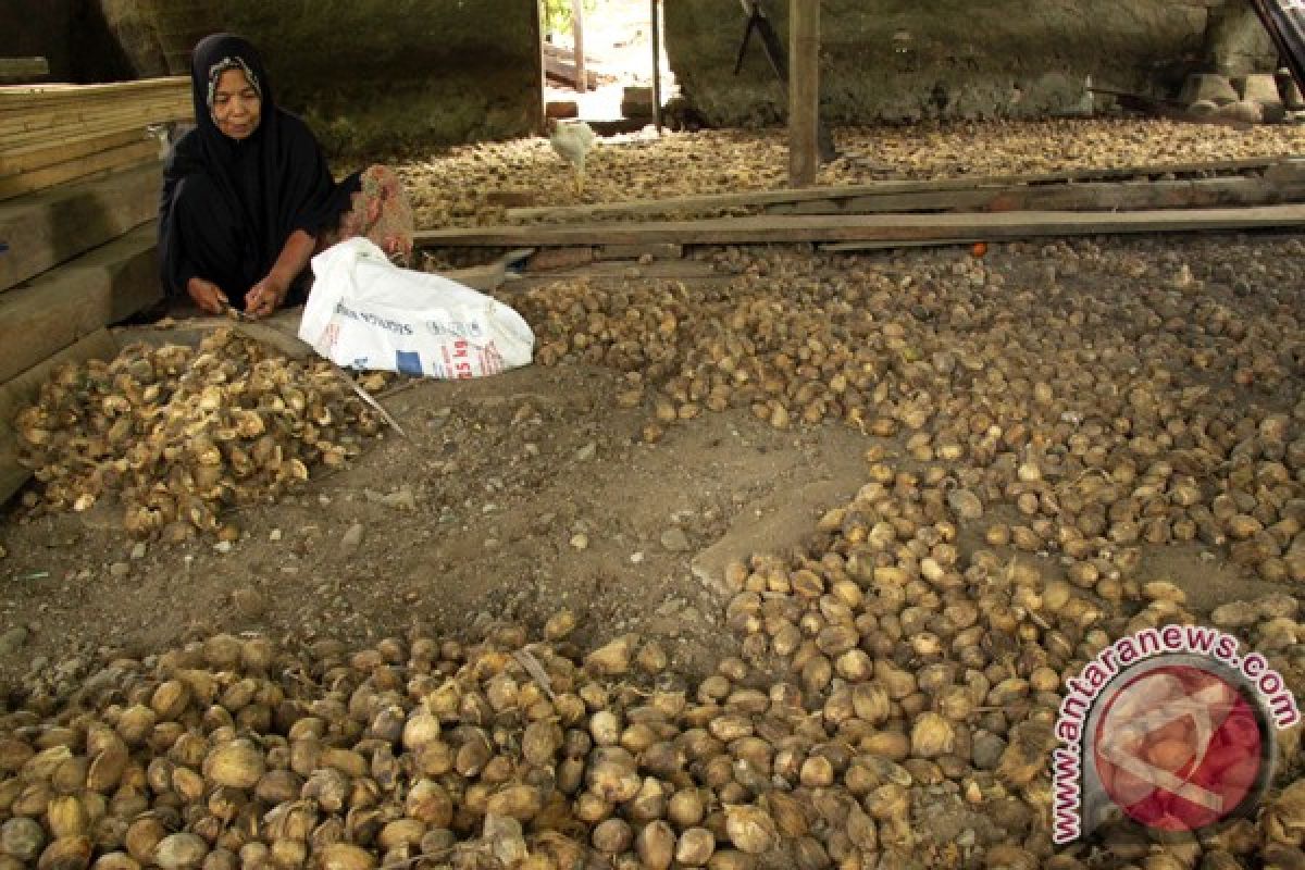 Harga pinang di Aceh Utara anjlok