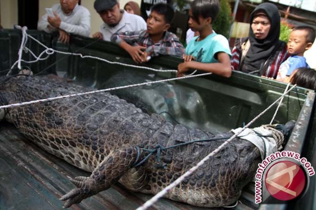 Buaya empat meter dipindahkan dari rumah warga