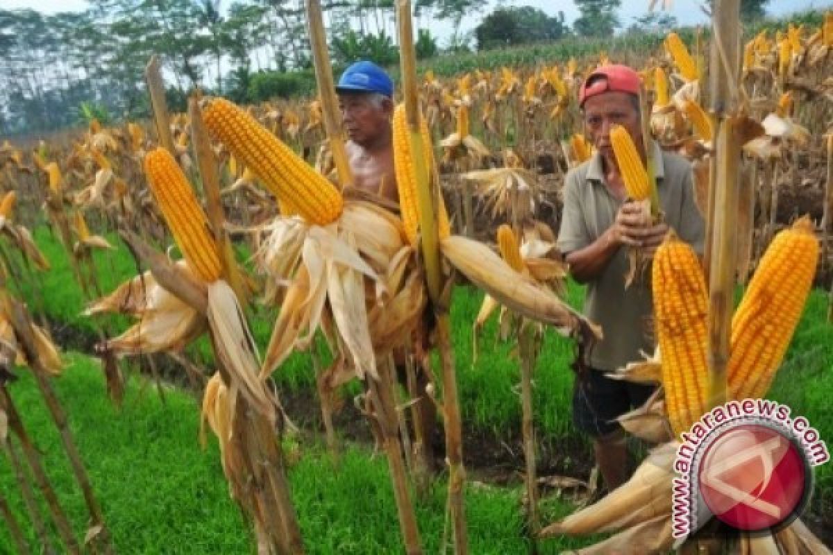  Berau Dapat Bantuan Benih Jagung 3.000 Hektare 