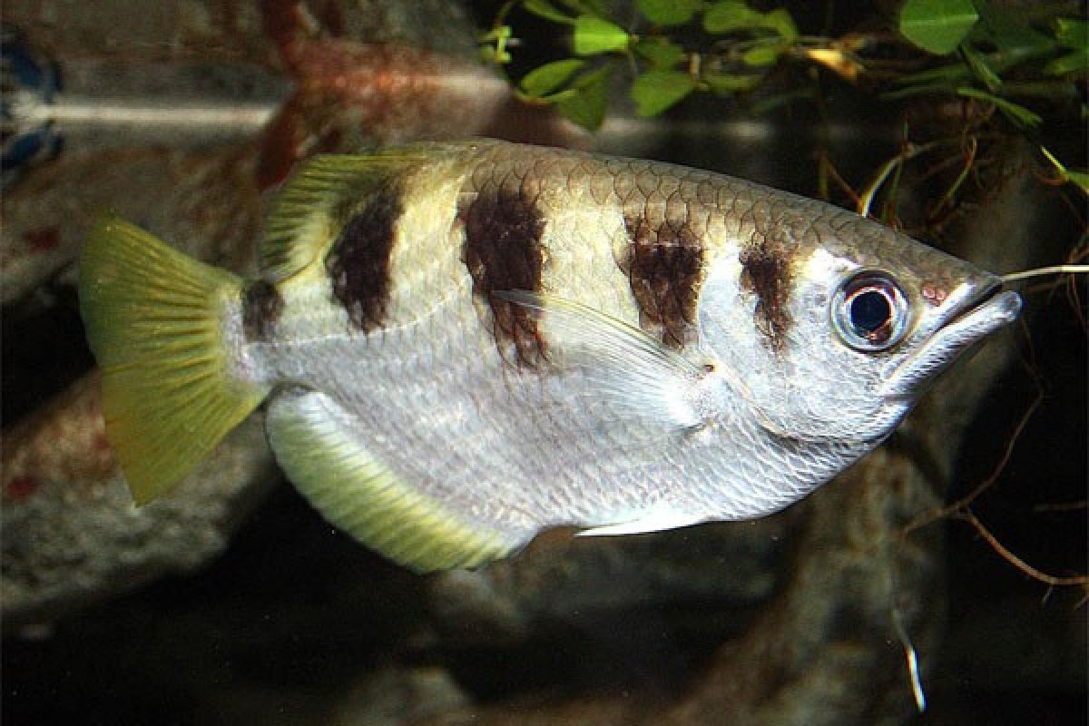 Ternyata ikan bisa kenali wajah manusia