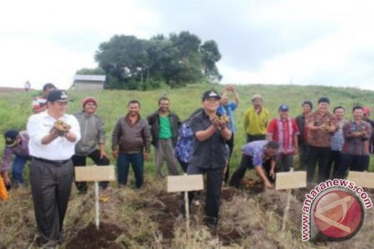 Poktan Dosroha Hariara Pintu Panen Perdana Kentang