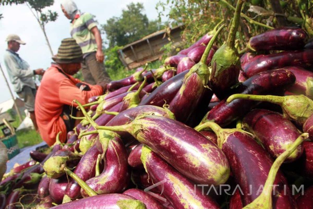 Petani Tulungagung Keluhkan Penurunan Harga Terong Pascalebaran