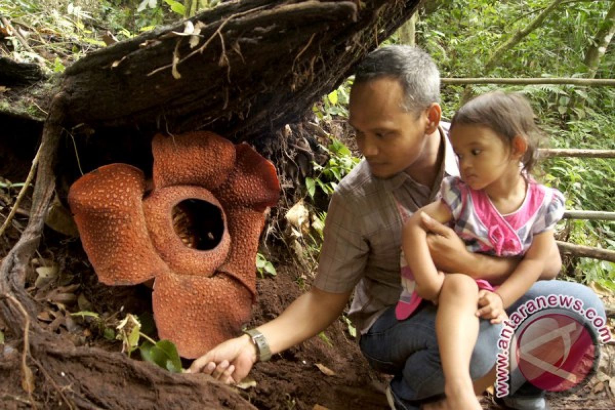 Bunga Rafflesia di Bengkulu Tengah ini memikat warga