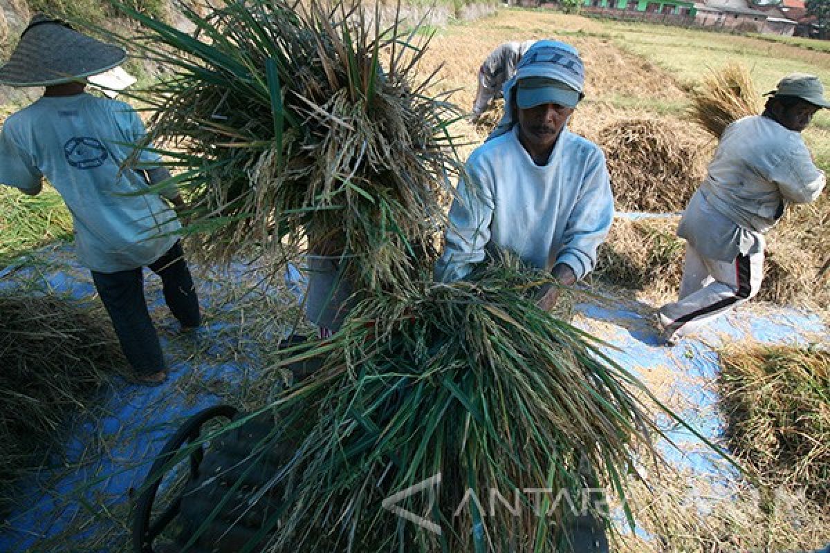 Produktivitas Tanaman Padi di Kediri Meningkat