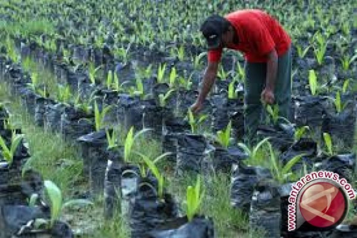 Petani Plasma Morowali Utara  Belum Dapat Konpensasi 