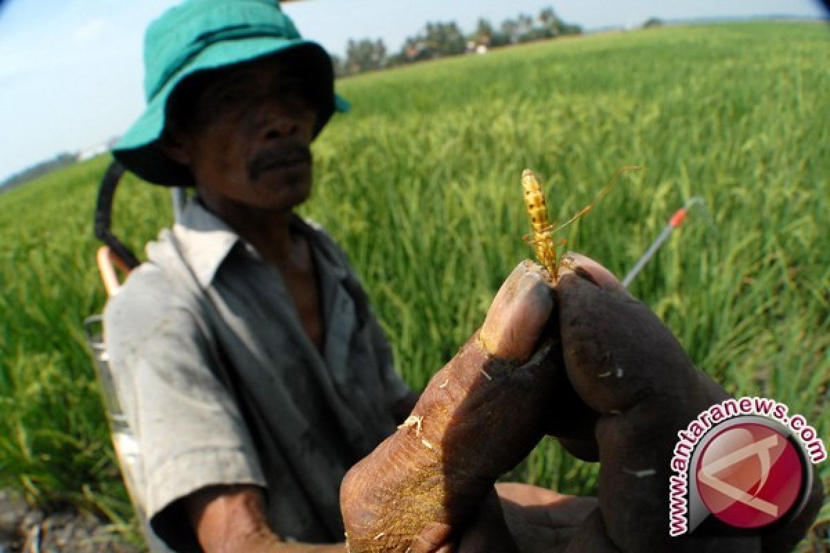 Walang Sangit Serang Ratusan Hektare Tanaman Padi di Lebak