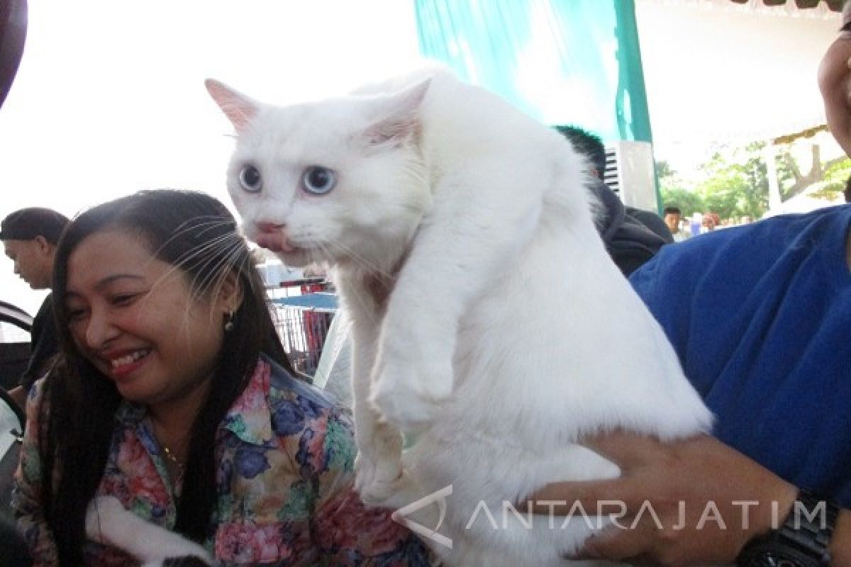 Puluhan Kucing Ikuti Kontes di Kediri      