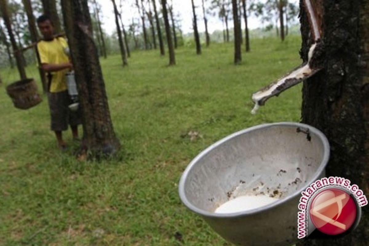 Gubernur Babel  Imbau Petani Karet Gunakan Asam Semut