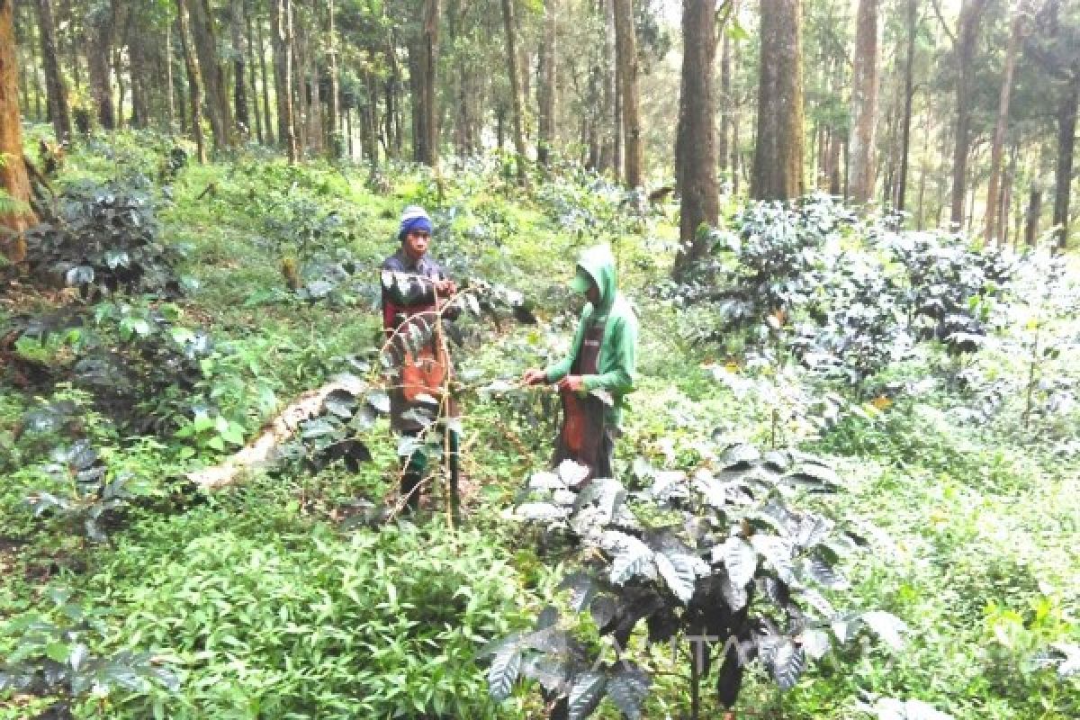 Perhutani Kembangkan Pupuk Organik untuk Kopi Bondowoso