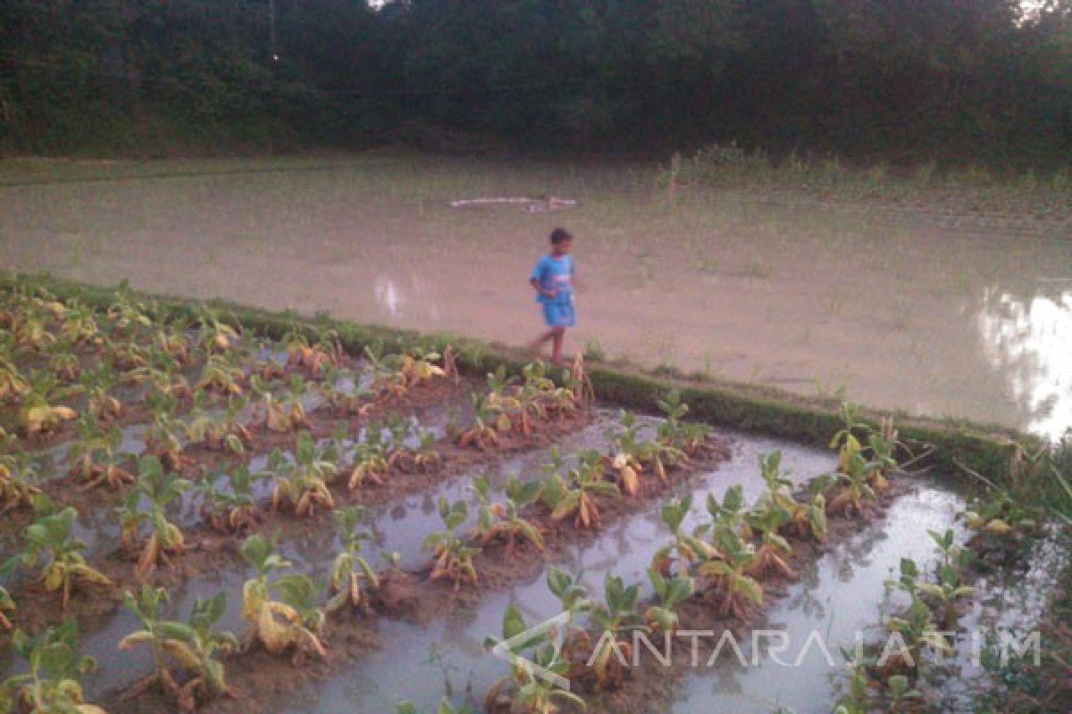 Ribuan Hektare Tanaman Tembakau Petani Pamekasan Mati