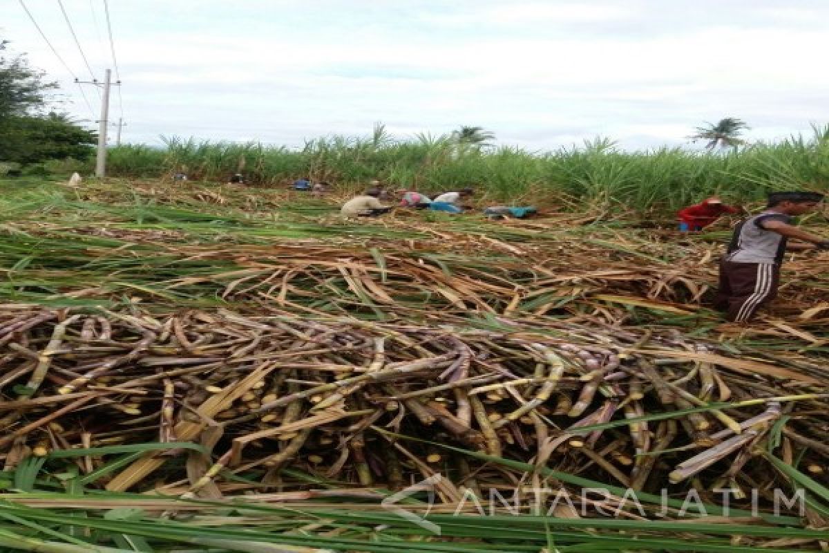 Curah Hujan Pengaruhi Rendemen Tebu Petani Jember