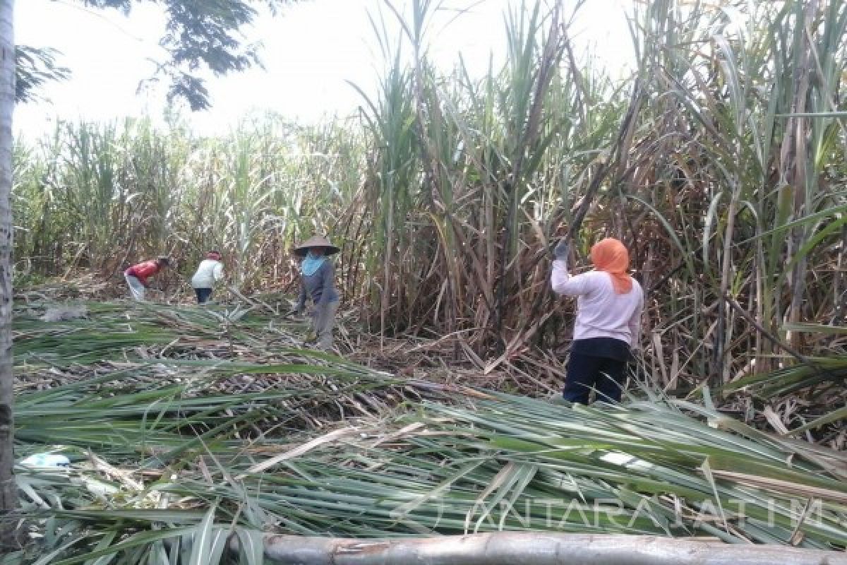 Petani Jember Keluhkan Rencana Penutupan Pabrik Gula
