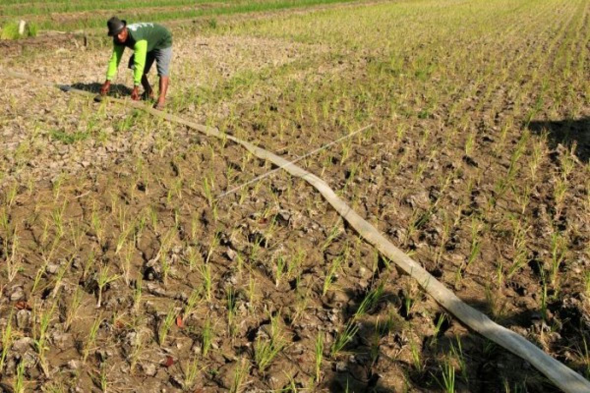 Antisipasi kekeringan lahan pertanian,  embung jadi solusi logis