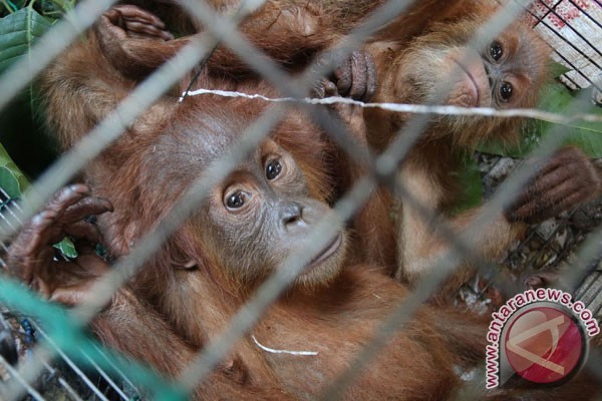Anak orangutan ditemukan menangis di Sampit