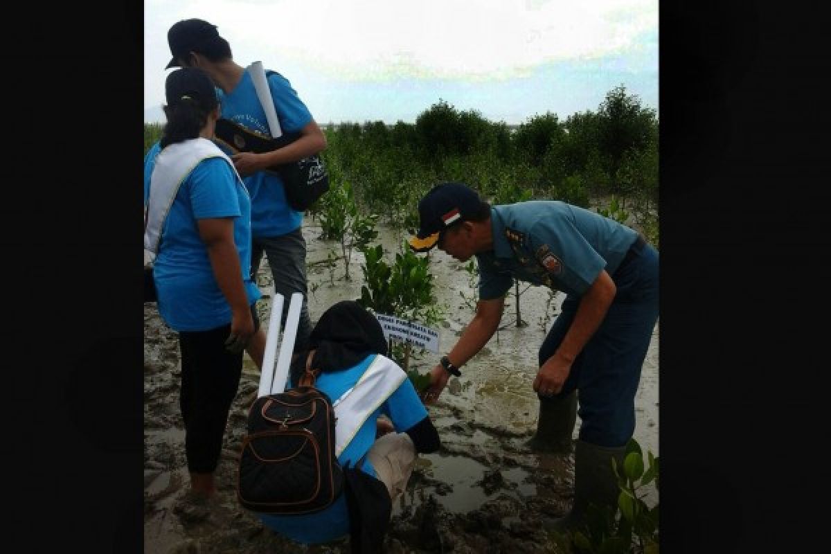 Lantamal Pontianak Ikut Tanam Pohon Mangrove di Singkawang