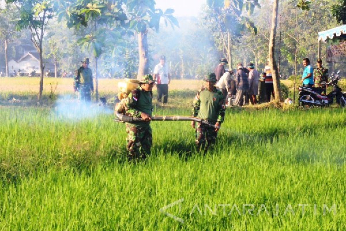 Kodim 0816 Sidoarjo Bantu Petani Basmi Wereng