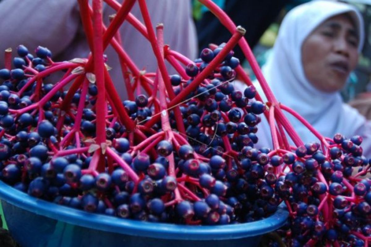 Menikmati Kebun Parijoto di Pegunungan Muria
