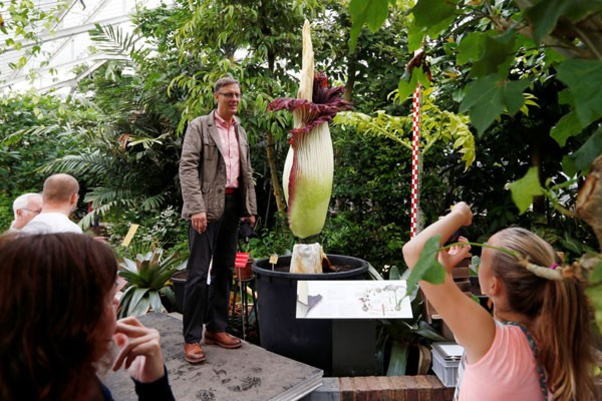 Rafflesia dan Amorphophallus mekar di Bengkulu