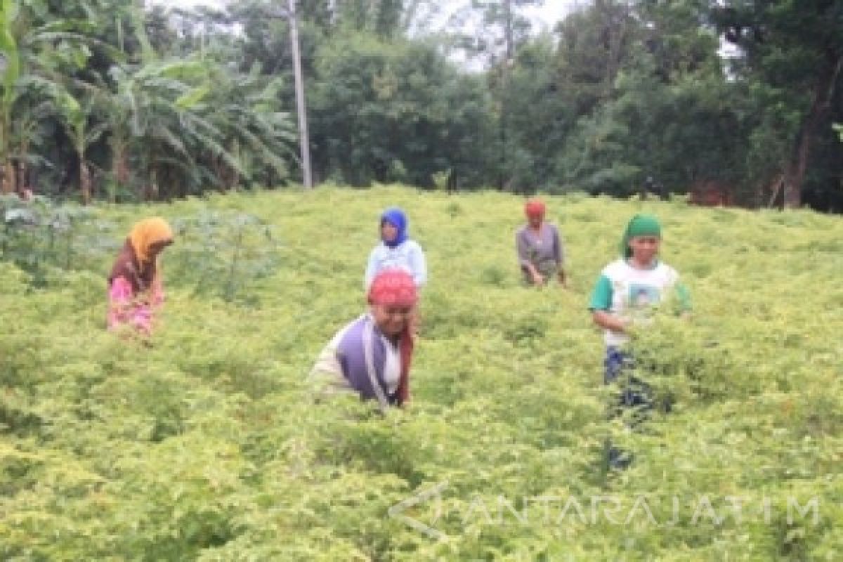 Harga Cabai Rawit di Probolinggo Melambung Tinggi