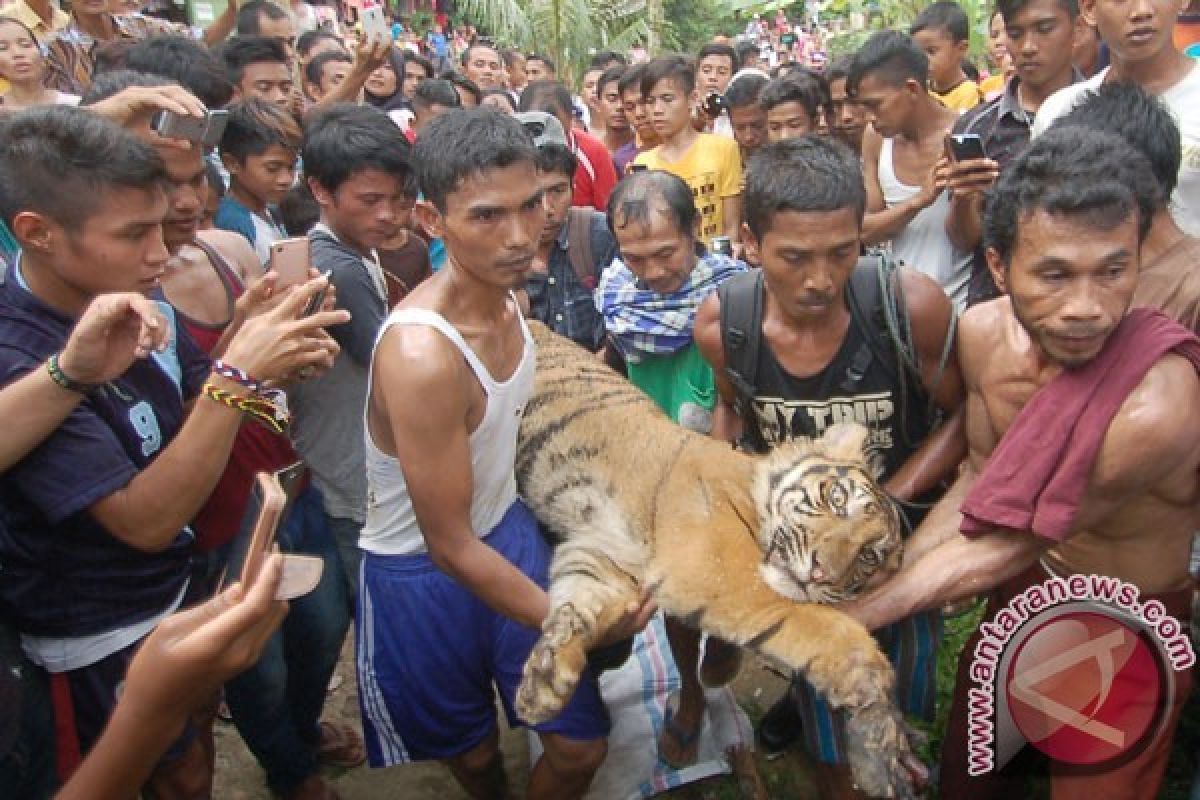 Indonesia salah satu Negara yang memiliki Harimau diantara 13 Negara Di Dunia