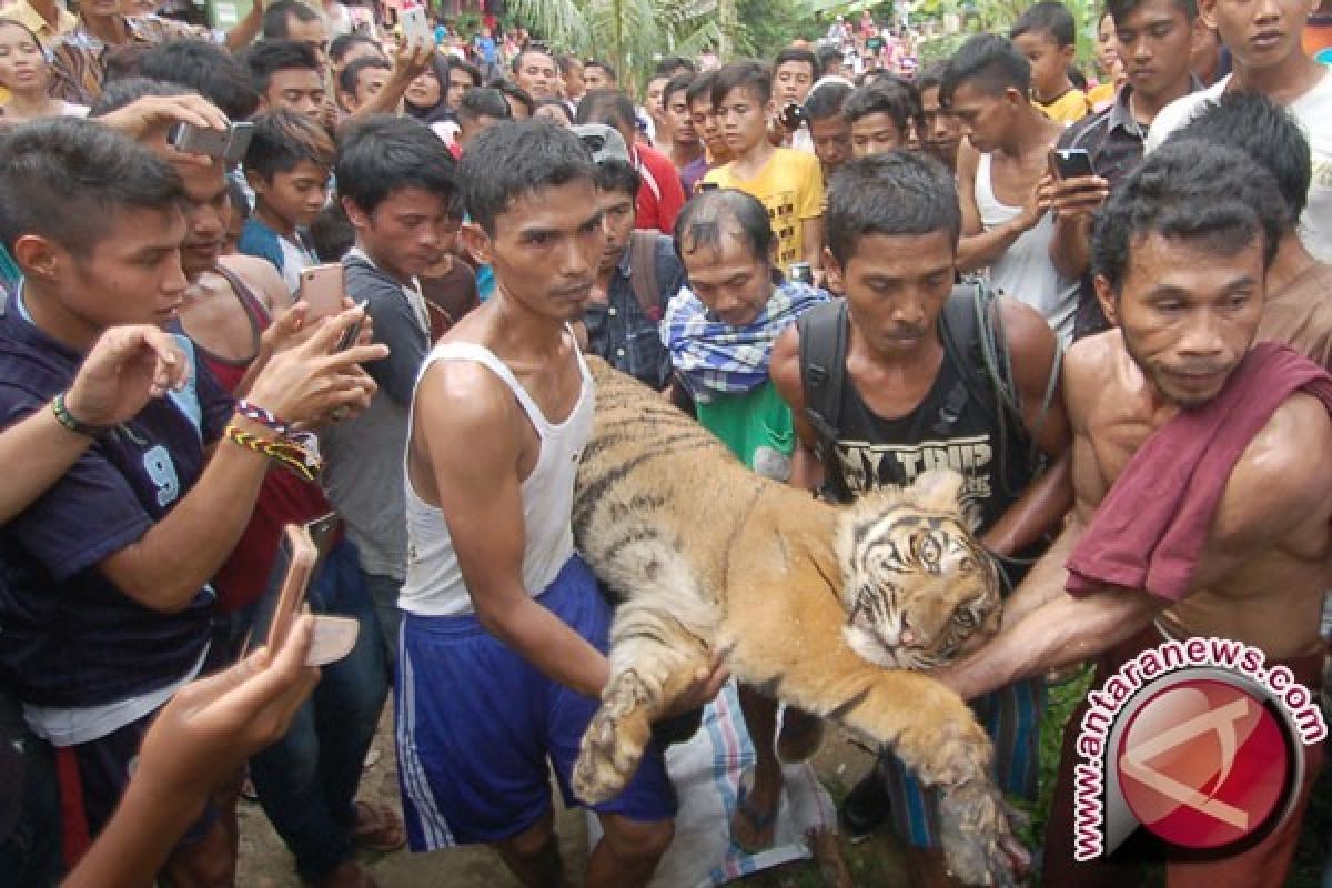 WWF Riau Semarakkan Peringatan Hari Harimau Dunia