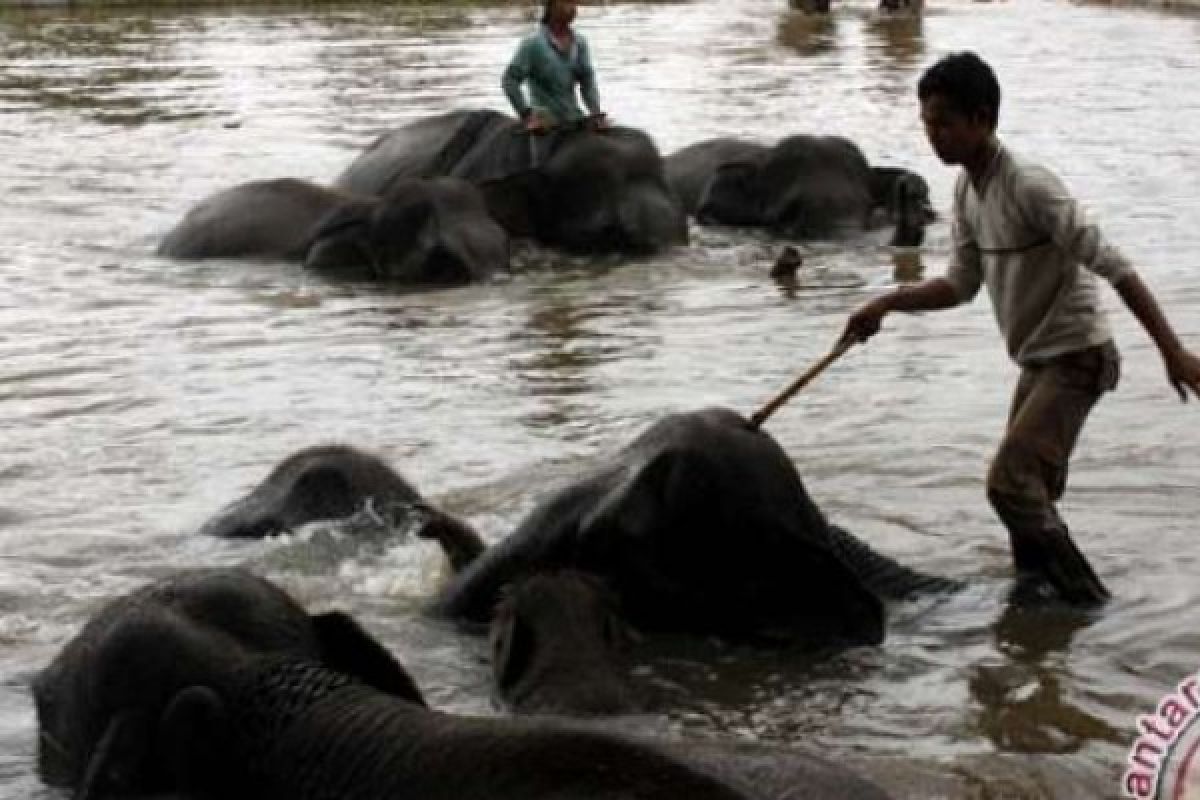 Libur Lebaran, TNWK Lampung Timur Tawarkan Empat Paket Hiburan Gajah 