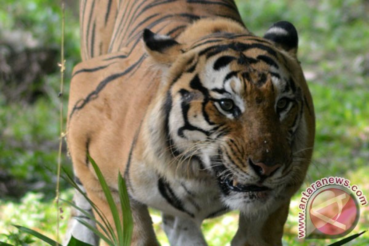 Warga Dharmasraya tewas diduga dimangsa harimau