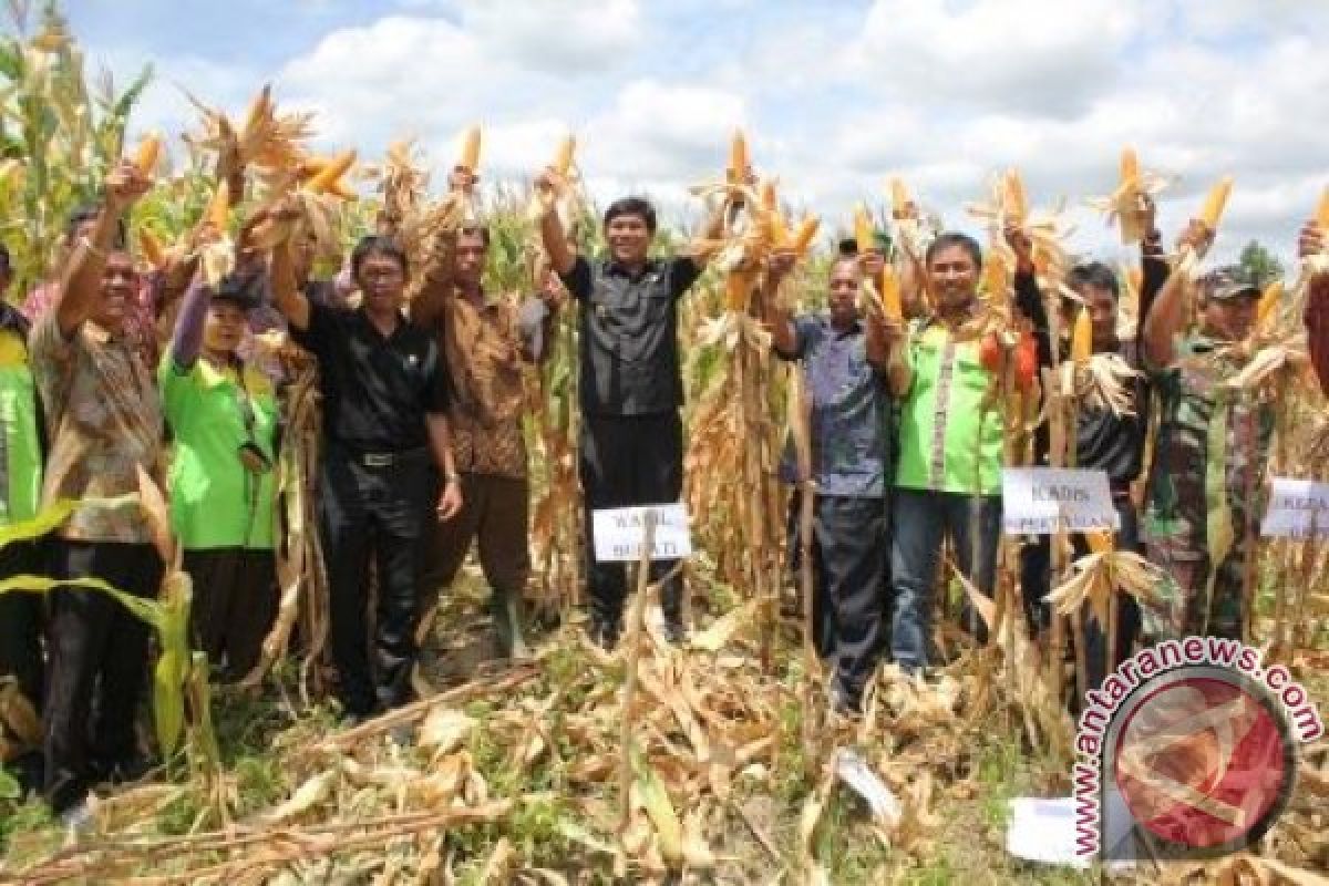 Panen Raya Jagung 