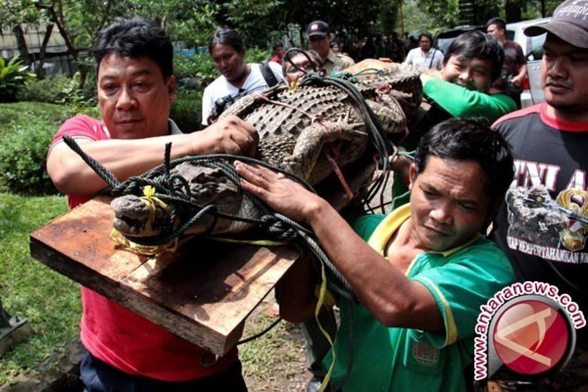 Warga Pulau Banyak tangkap buaya laut