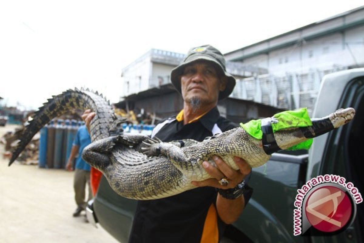 Warga Singkil tangkap buaya