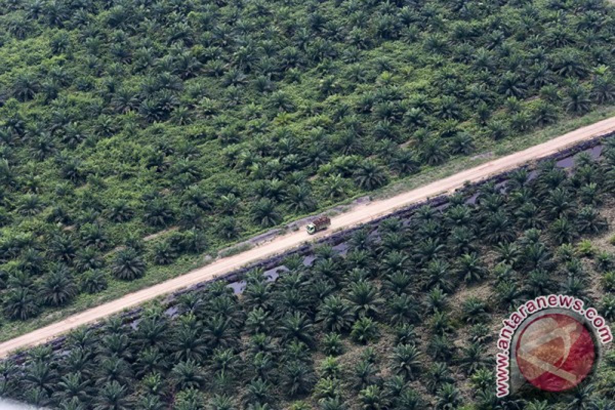 KPH akan musnakan sawit dalam hutan Mukomuko bertahap