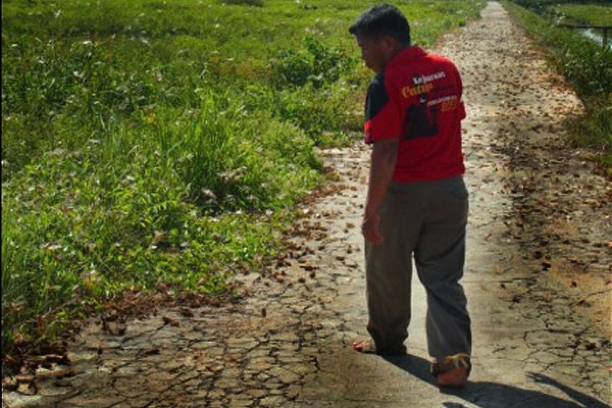 Belalang Kumbara Serang Petani Ketapang