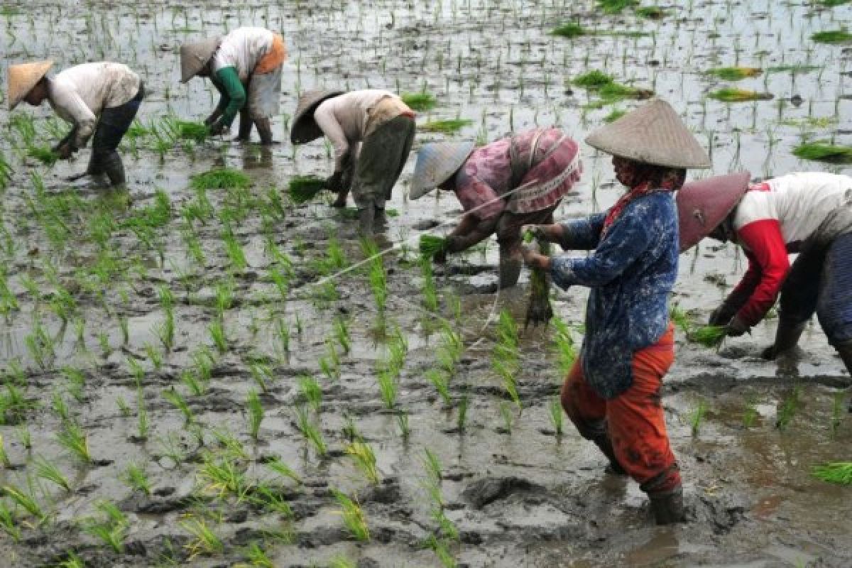 Jateng Berkomitmen Lindungi Petani