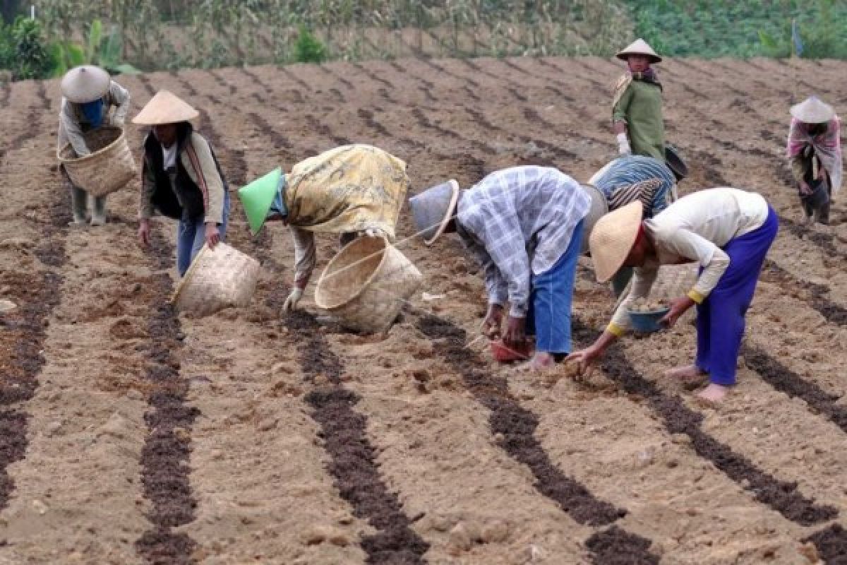 Embun "Upas" Ancam Rusak Tanaman Kentang