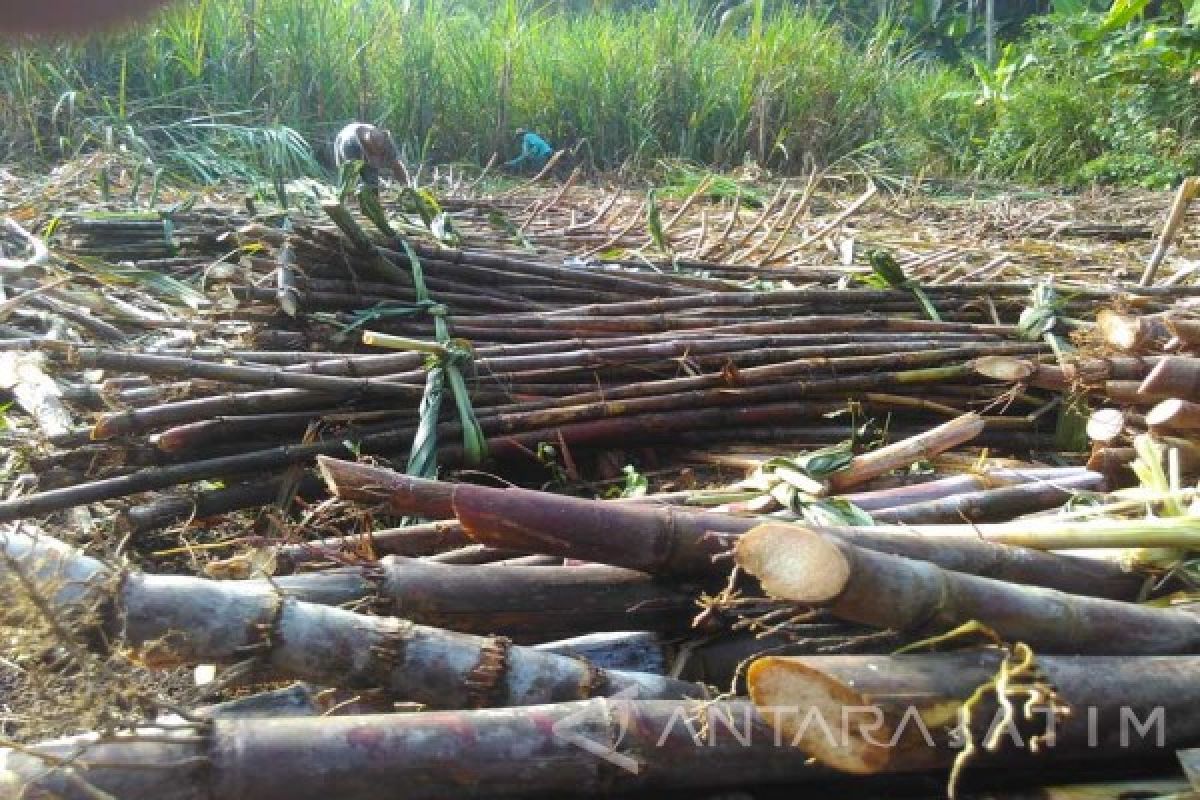 Lahan Tebu di Kabupaten Madiun Menyusut