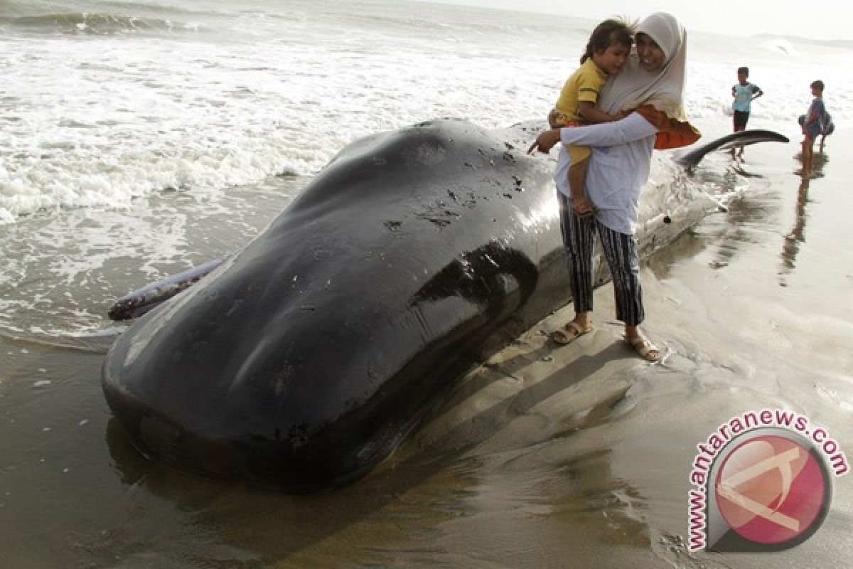 Seekor paus terdampar di Aceh