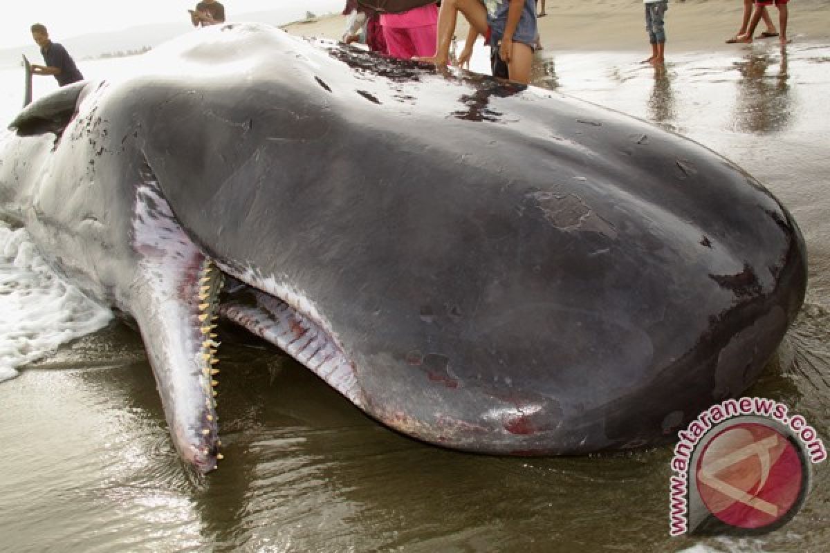 Ikan Paus Terdampar di Aceh