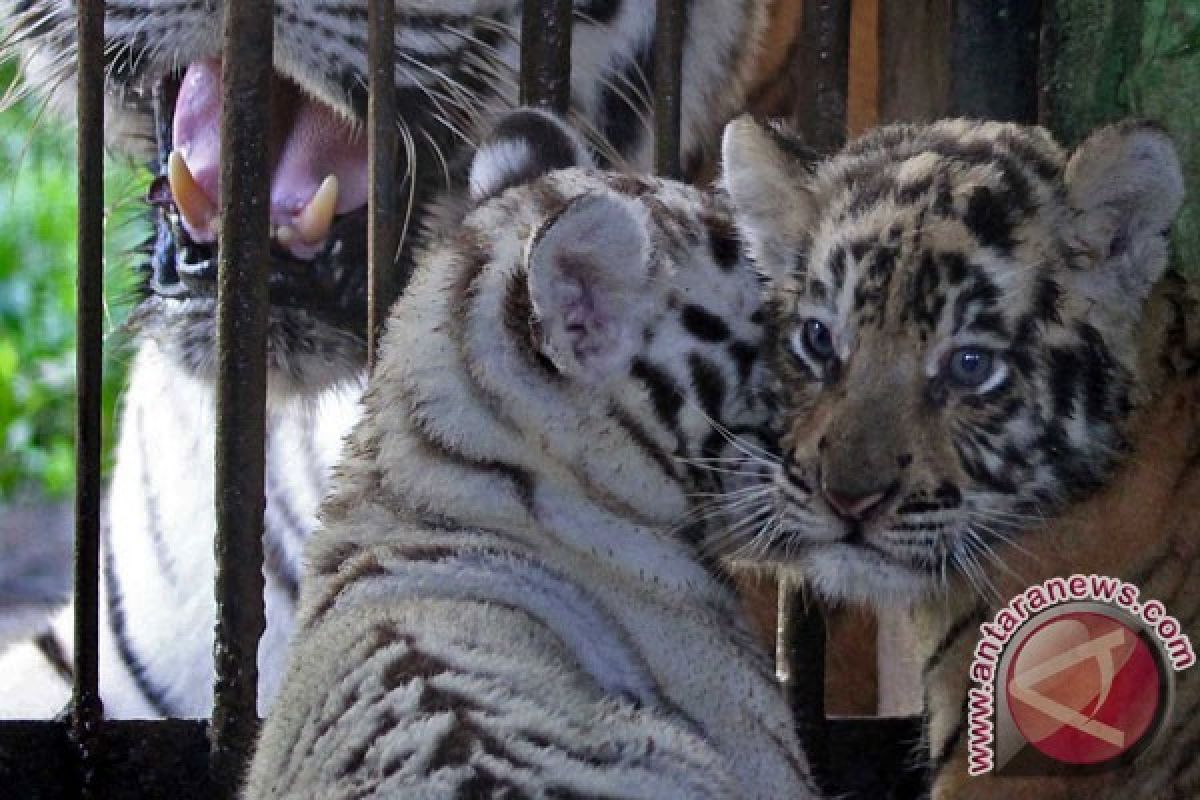 Nasib harimau yang terkam pengunjung di Museum Satwa Jatim Park